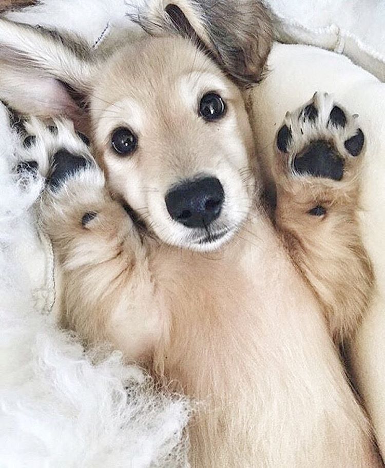 Cute puppy holding paws up